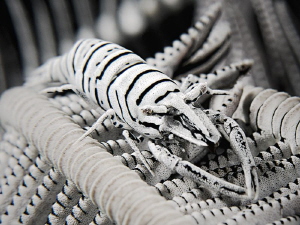 "Crinoid Shrimp"
naturally b/w shrimp on a b/w feather s... by Henry Jager 